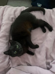 Emme ist eine sehr zutrauliche, verspielte und verschmuste Katze. Sie sucht aktiv die Nähe zum Menschen, ist äußerst anhänglich und genießt Aufmerksamkeit in vollen Zügen.