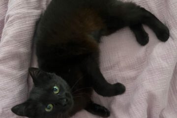 Emme ist eine sehr zutrauliche, verspielte und verschmuste Katze. Sie sucht aktiv die Nähe zum Menschen, ist äußerst anhänglich und genießt Aufmerksamkeit in vollen Zügen.