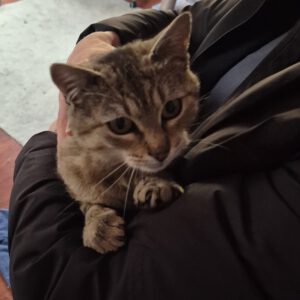 EVIE, geb. 2025 (3)