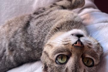 Ich bin bisher sehr lieb, aufgeschlossen, freundlich und neugierig, genieße die Aufmerksamkeiten und Kuscheleinheiten sehr und bin manchmal etwas forsch.