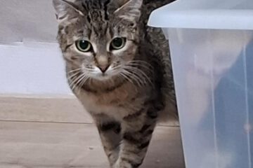 Joanna ist eine liebevolle und hingebungsvolle Katzenmama, die ihre Kleinen mit viel Ruhe und Fürsorge großzieht.