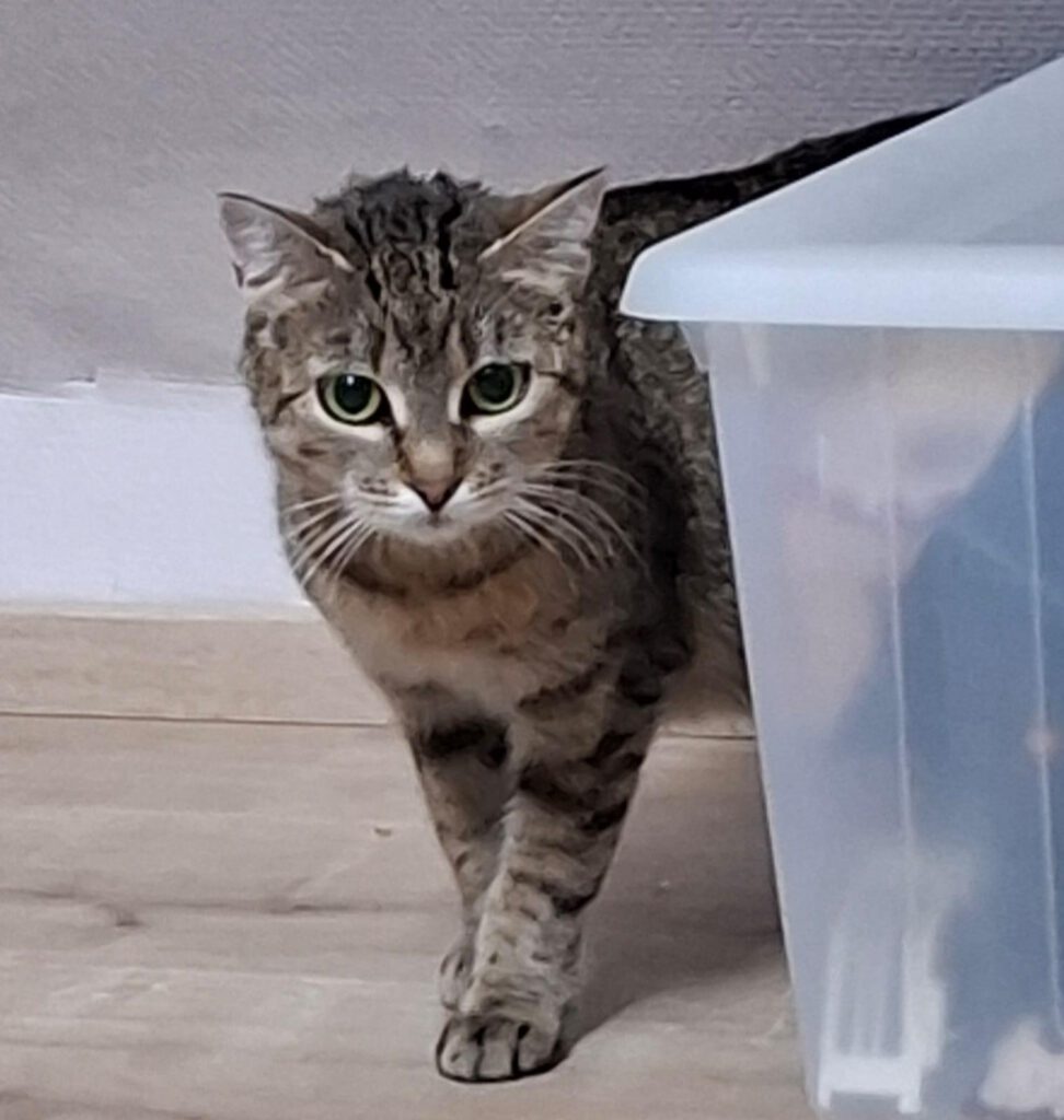 Joanna ist eine liebevolle und hingebungsvolle Katzenmama, die ihre Kleinen mit viel Ruhe und Fürsorge großzieht.