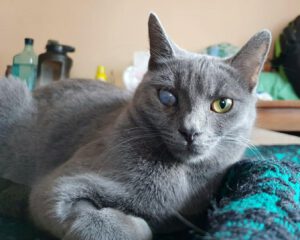 Miaauu - wir möchten uns gerne bei dir vorstellen: wir sind's. Zum einen bin ich die einäugige, schwarz-weiße KITI und mit mir zusammen meine graue Schwester KARI. Aktuell leben wir bei unser lieben Pflegemama in Sofia mit einigen anderen Katzen zusammen. Mit denen kommen wir gut zurecht.