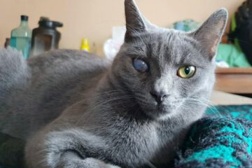 Miaauu - wir möchten uns gerne bei dir vorstellen: wir sind's. Zum einen bin ich die einäugige, schwarz-weiße KITI und mit mir zusammen meine graue Schwester KARI. Aktuell leben wir bei unser lieben Pflegemama in Sofia mit einigen anderen Katzen zusammen. Mit denen kommen wir gut zurecht.