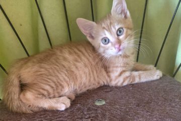 Miaauu - wir möchten uns gerne bei dir vorstellen. Wir sind: MAKS & MEISI. Wir leben aktuell in Sofia bei unser Pflegemama und bringen jede Menge frischen Wind in ihr Leben Wir sind halt noch so jung - da ist noch so vieles neu und total interessant für uns. Mit den anderen Katzen hier kommen wir prima zurecht.