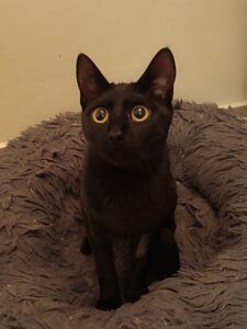 MIKA (1)