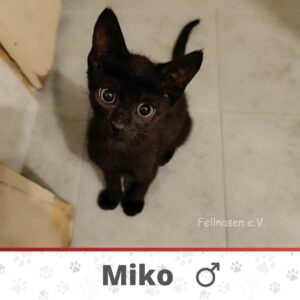 MIKO (2)