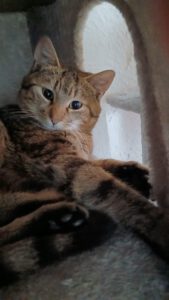 Mykonos ist ein lieber, verspielter Kater, der am liebsten überall mit dabei ist. Neugierig erkundet er seine Umgebung und macht aus fast allem ein Spielzeug.