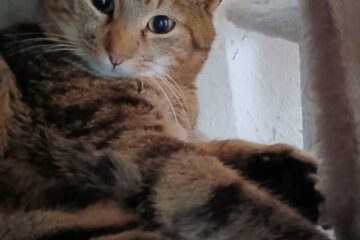 Mykonos ist ein lieber, verspielter Kater, der am liebsten überall mit dabei ist. Neugierig erkundet er seine Umgebung und macht aus fast allem ein Spielzeug.