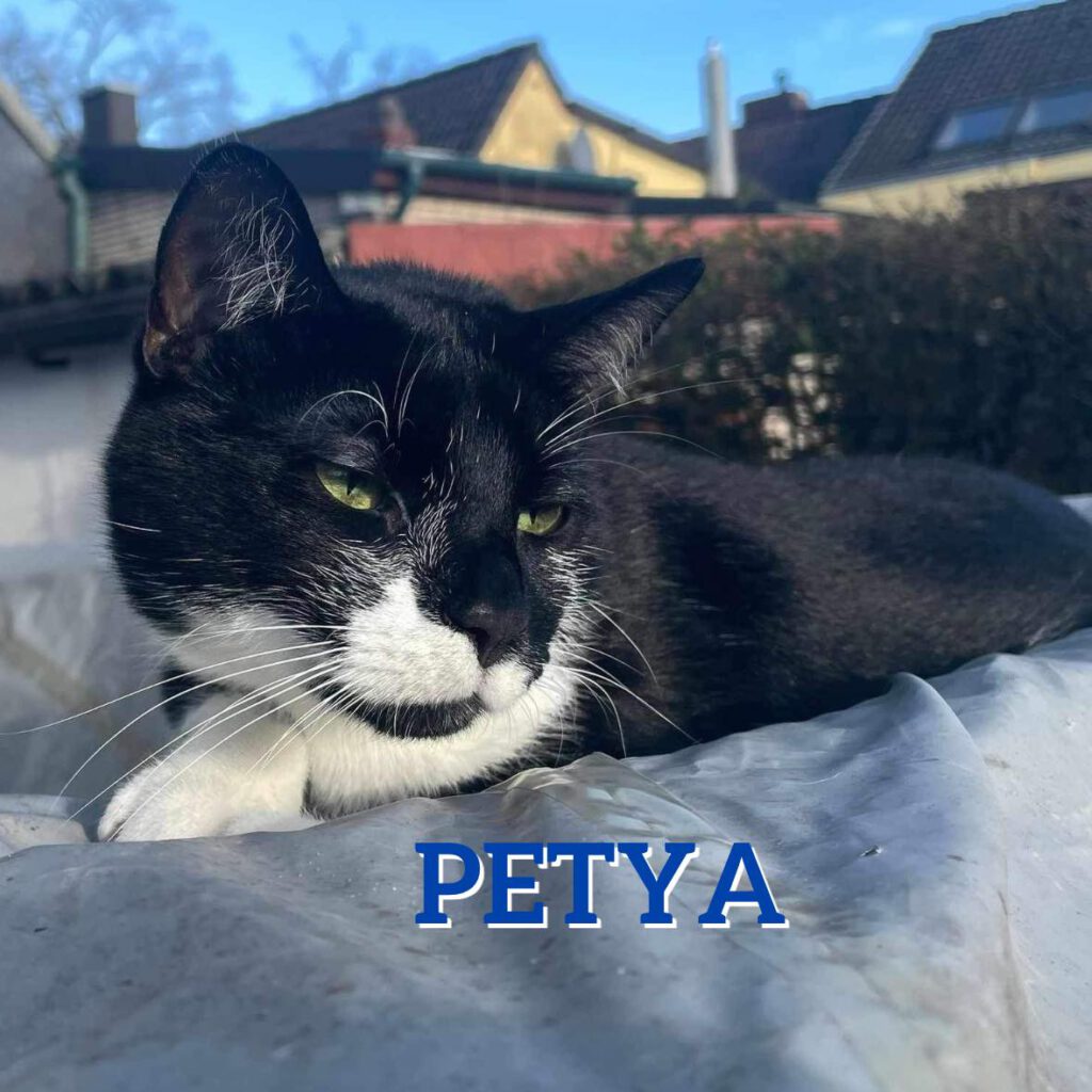 PETYA ist ein sehr süßer, freundlicher und verschmuster junger Kater, der seinen Charm gerne nutzt, um seinen Kopf durchzusetzen. Er braucht unbedingt einen sozialen, verspielten Artgenossen, der genauso gerne spielt wie er und auch mal eine ordentliche Raufpartie nicht scheut.