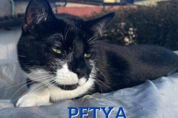 PETYA ist ein sehr süßer, freundlicher und verschmuster junger Kater, der seinen Charm gerne nutzt, um seinen Kopf durchzusetzen. Er braucht unbedingt einen sozialen, verspielten Artgenossen, der genauso gerne spielt wie er und auch mal eine ordentliche Raufpartie nicht scheut.