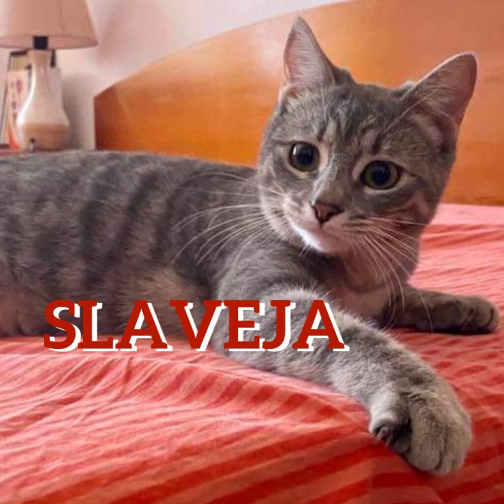 SLAVEJA könnte Anfangs etwas schüchtern sein und sich verstecken - wenn sie angekommen ist wird sie zu einer richtigen Schmusekatze und genießt menschliche Aufmerksamkeiten sehr.