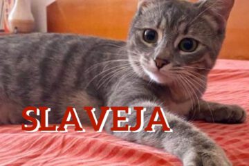 SLAVEJA könnte Anfangs etwas schüchtern sein und sich verstecken - wenn sie angekommen ist wird sie zu einer richtigen Schmusekatze und genießt menschliche Aufmerksamkeiten sehr.
